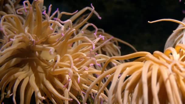 Aquarium de Gênes, anémone de mer — Video