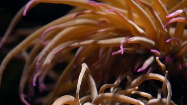 Генуэзский аквариум, морской анемон — стоковое видео