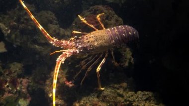 Cenova, ıstakoz akvaryum