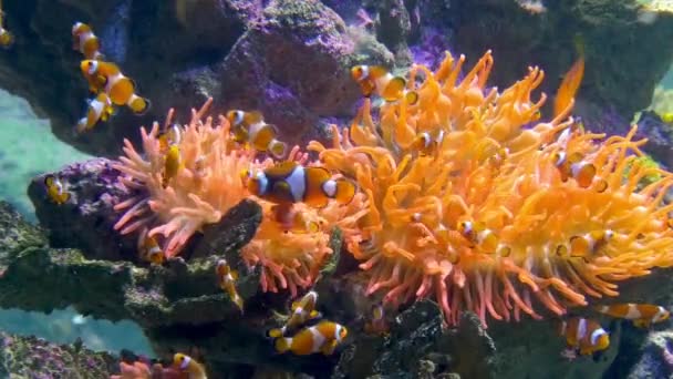 Aquarium van Genua, vissen van de clown — Stockvideo