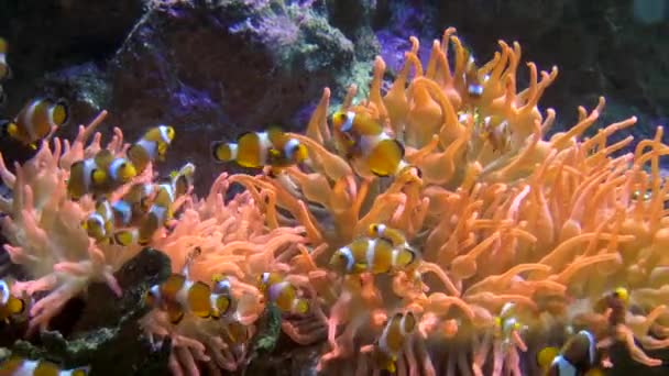 Acuario de Génova, peces payaso — Vídeos de Stock