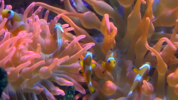 Aquarium de Gênes, poissons clowns — Video