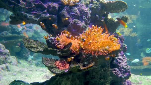 Aquarium of genoa, clown fishes — Stock Video
