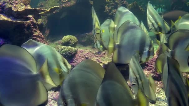 Aquário de genoa, peixes tropicais — Vídeo de Stock