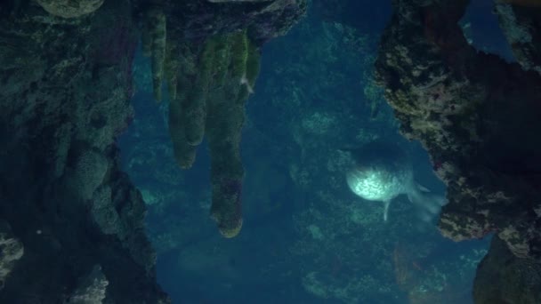 Akvárium z Janova, těsnění, plavání pod vodou — Stock video