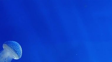 Cenova, jellyfishes akvaryum