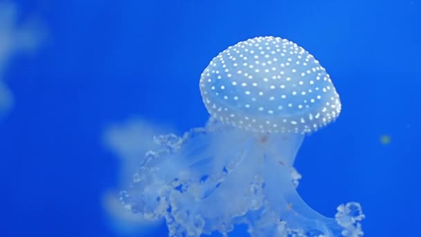 Aquarium of genoa, jellyfishes — Stock Video