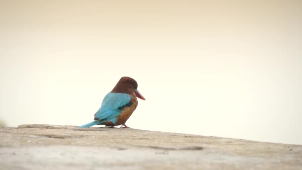 Kingfisher surveying the Ganges — Stock Video