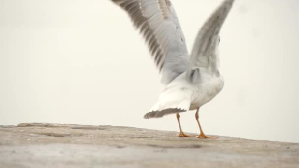Landing gull — Stock Video