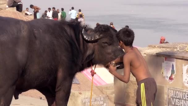 Varanasi, Indie, dziecko i bawoły wodne — Wideo stockowe