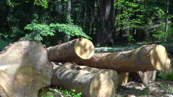 Industria maderera, troncos cortados — Vídeo de stock