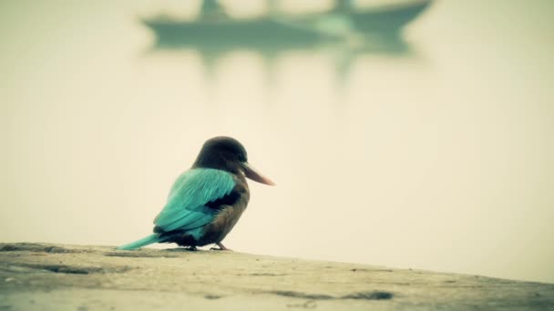Ganj Etüt kingfisher — Stok video