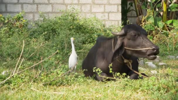 India, heron and water buffalo — Stock Video