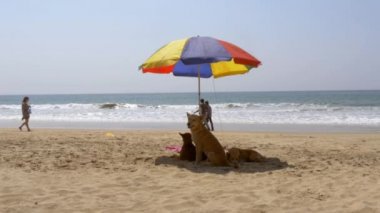 Alappuzha plajı, güney Hindistan, güneş şemsiyesi altında köpekler, Mart 2015