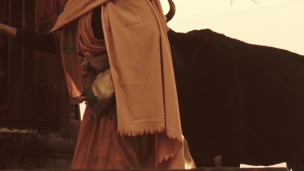 Varanasi, Indie, indický žen a zdarma posvátnou krávou, březen 2015 — Stock video