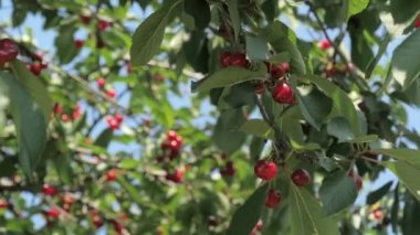 Olgun kirazlı kiraz ağacı