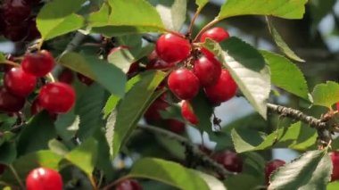 Olgun kirazlı kiraz ağacı