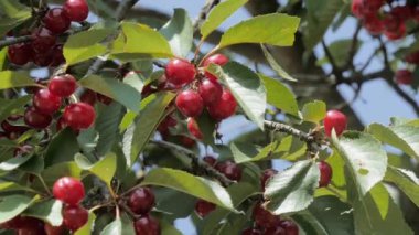 Olgun kirazlı kiraz ağacı