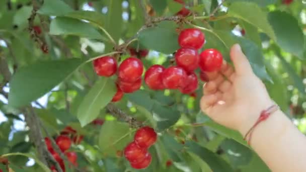 Pegando cerejas de uma árvore, close-up — Vídeo de Stock