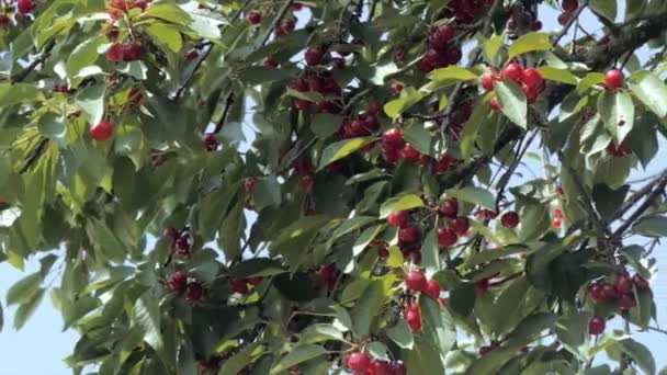 Cerezo con cerezas maduras — Vídeos de Stock