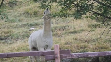 Şirin alpaka portre