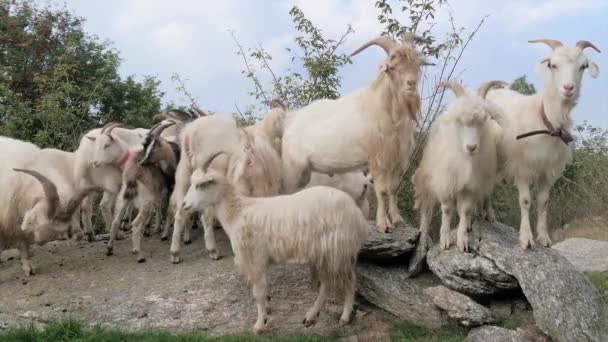 Retrato de cabras de Caxemira — Vídeo de Stock