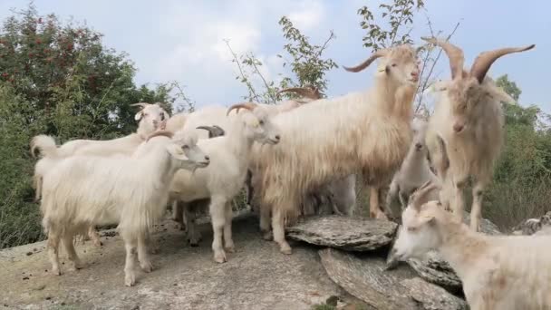 Kasjmir geiten portret — Stockvideo