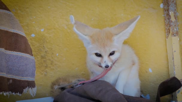 Fennec fox portrét. — Stock video