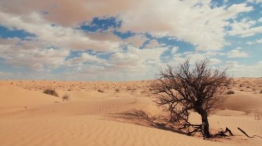 Sahara manzara, Dunes, Rüzgar ve pörsümüş bir ağaç.
