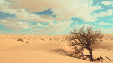 Sahara manzara, Dunes, Rüzgar ve pörsümüş bir ağaç.