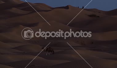 Sahra Çölü. Dromedary deveye geceleri.