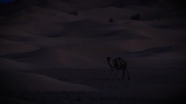 Sahra Çölü. Dromedary deveye geceleri.