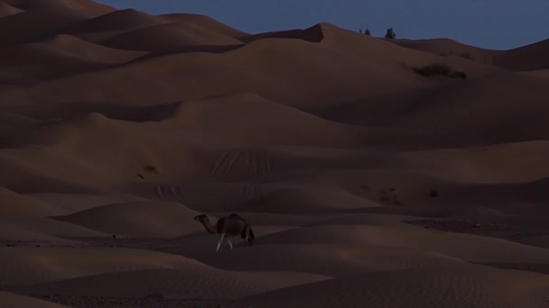 Sahara desert. A dromedary camel at night. — Stock Video