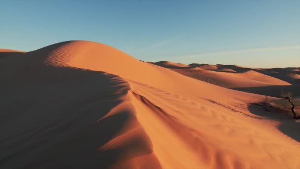 Krajobraz pustyni Sahara, wspaniałe wydmy wczesnym rankiem. — Wideo stockowe