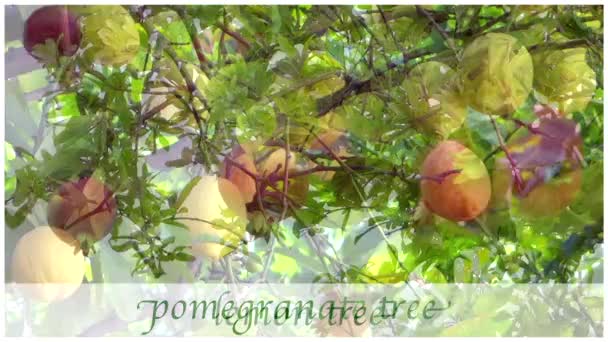 Fruit trees edited sequence with old style subtitles. — Stock Video