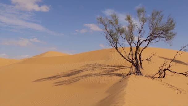 Sahara manzara, tepeleri ve pörsümüş bir ağaç. — Stok video