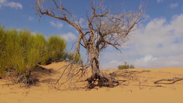 Sahara krajina, duny a uschlé stromy. — Stock video