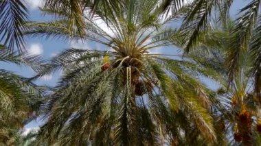 Tunus, hurma yetiştirme.