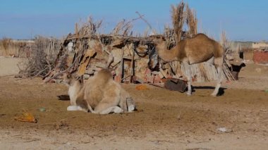 Sahara çöl, dromedary deve.