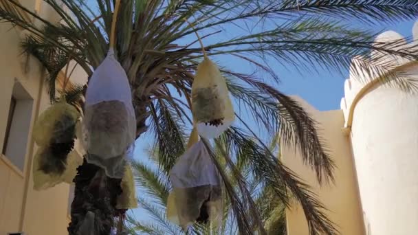 Tunisia, date palm cultivation. — Stock Video