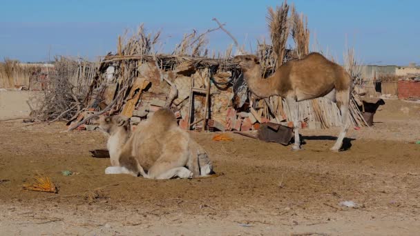 Sahara woestijn, dromedary kameel. — Stockvideo