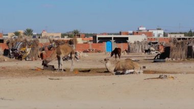 Sahara çöl, dromedary deve.