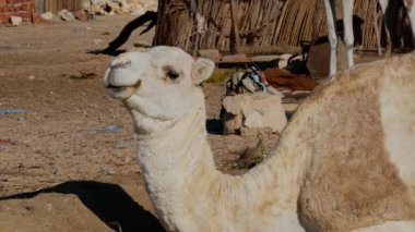 Sahara çöl, dromedary deve.