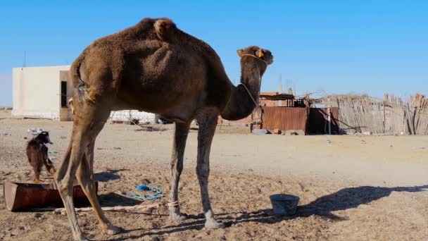Deserto do Saara, camelo dromedário . — Vídeo de Stock