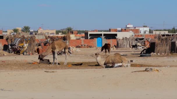 Desierto del Sahara, camello dromedario . — Vídeo de stock