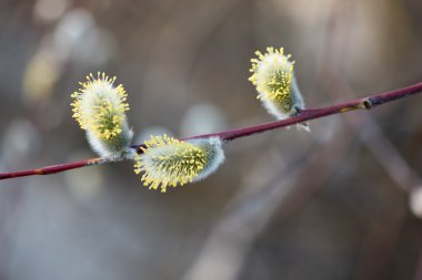 İlk tomurcukları keçi söğüt bahar
