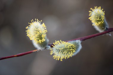 İlk tomurcukları keçi söğüt bahar