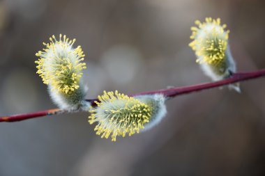 İlk tomurcukları keçi söğüt bahar