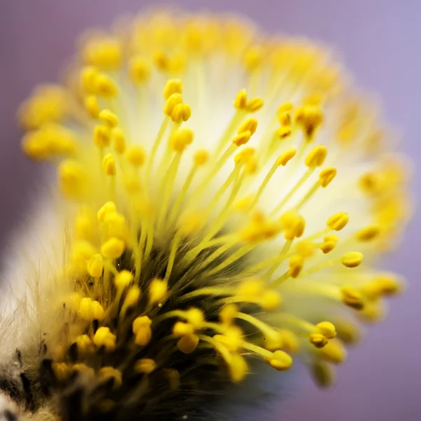 Erste Knospen Ziegenweide im Frühjahr — Stockfoto