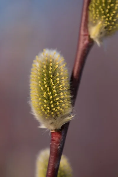 春のヤギ柳の初芽 — ストック写真